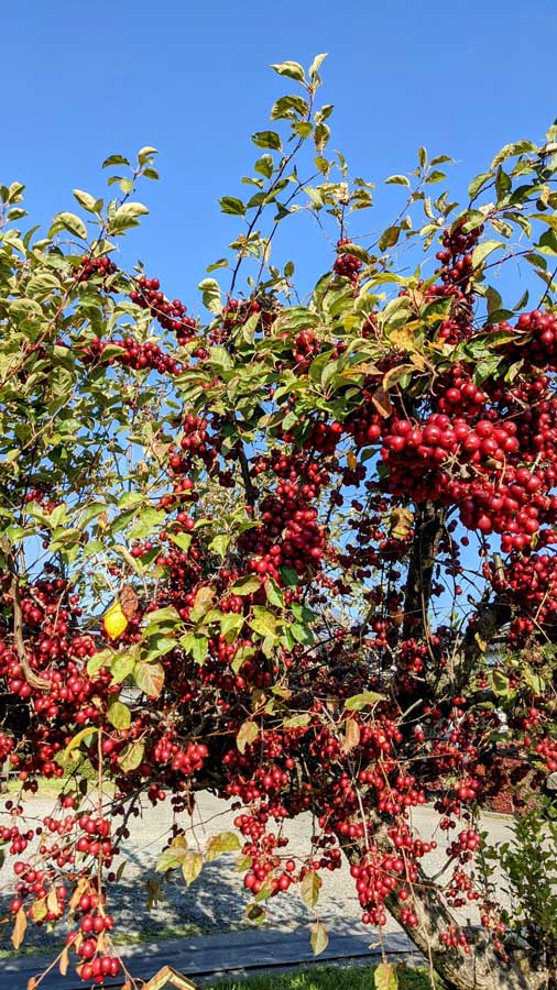 りんごの木を“間引き”せずに育てるとこうなる　まるでサクランボのように大量の実がなった写真に驚きの声