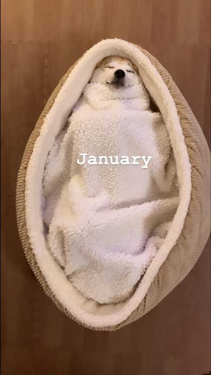 ヘソ天寝の柴犬の1年間振り返り