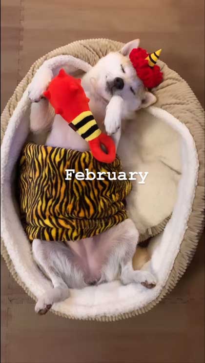 ヘソ天寝の柴犬の1年間振り返り