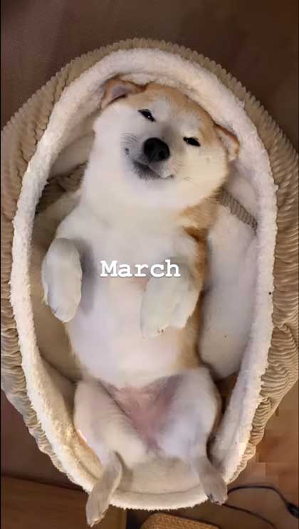 ヘソ天寝の柴犬の1年間振り返り