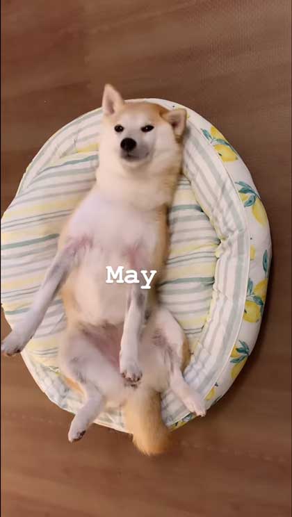 ヘソ天寝の柴犬の1年間振り返り