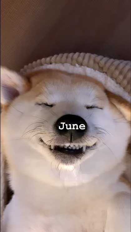 ヘソ天寝の柴犬の1年間振り返り