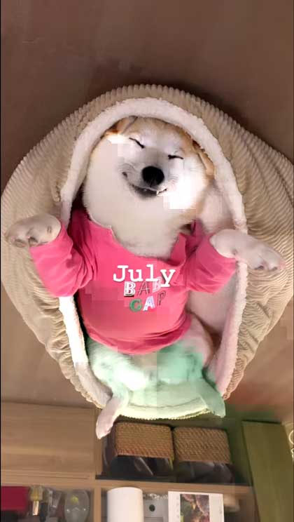 ヘソ天寝の柴犬の1年間振り返り