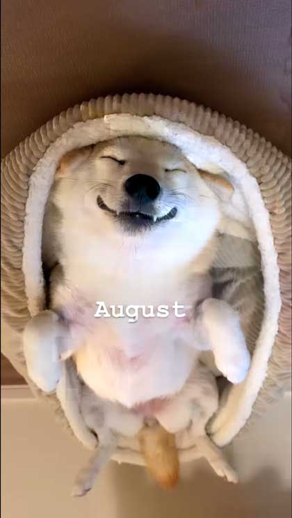 ヘソ天寝の柴犬の1年間振り返り