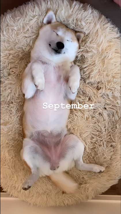 ヘソ天寝の柴犬の1年間振り返り