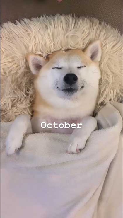 ヘソ天寝の柴犬の1年間振り返り