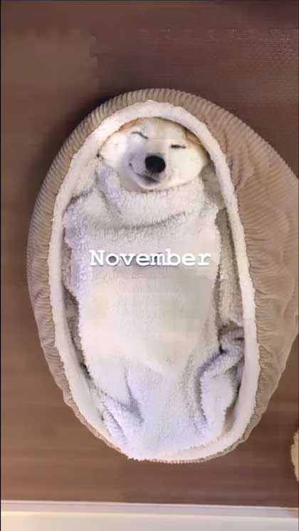 ヘソ天寝の柴犬の1年間振り返り