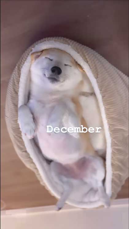 ヘソ天寝の柴犬の1年間振り返り