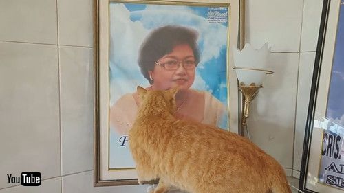 ママに会いたくて鳴く猫