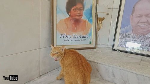 ママに会いたくて鳴く猫