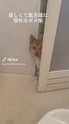 寂しくて風呂場に現れるポメ柴
