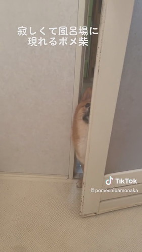 寂しくて風呂場に現れるポメ柴