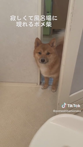 寂しくて風呂場に現れるポメ柴