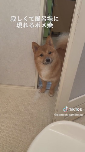 寂しくて風呂場に現れるポメ柴
