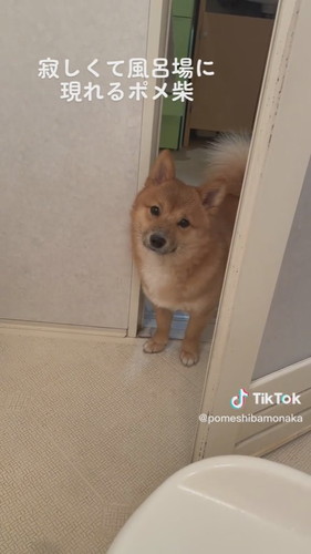 寂しくて風呂場に現れるポメ柴