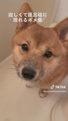 寂しくて風呂場に現れるポメ柴