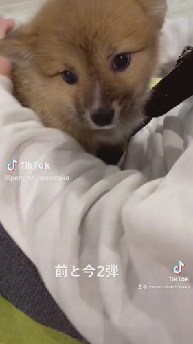 寂しくて風呂場に現れるポメ柴