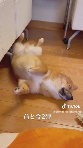寂しくて風呂場に現れるポメ柴