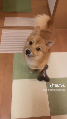 寂しくて風呂場に現れるポメ柴