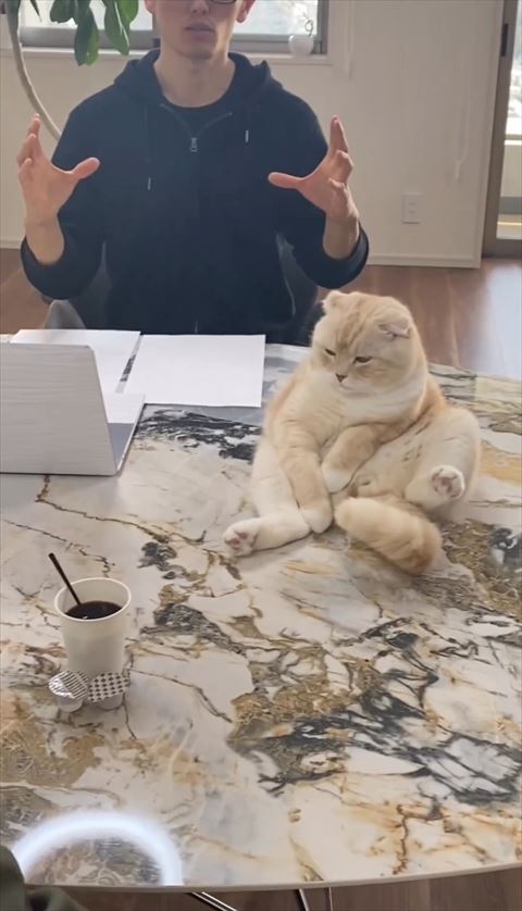 おやじ座り猫ちゃん画面右