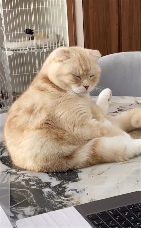 おやじ座りで寝てる猫ちゃんアップ