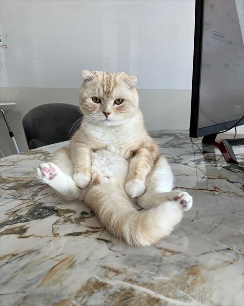 おやじ座り猫正面アップ