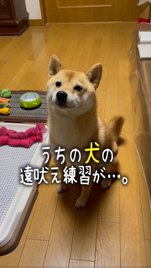 うちの犬の遠吠え練習がテロップ