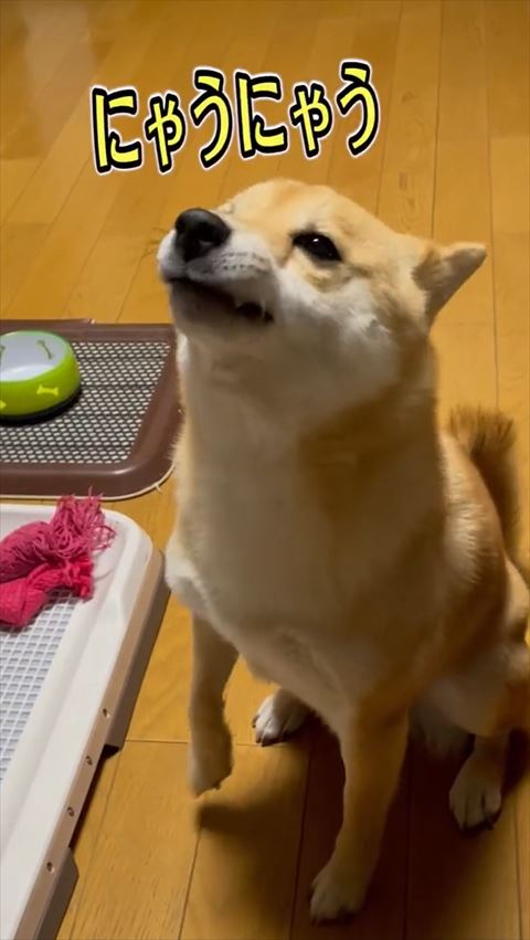 前足あげて口むんっとしてるワンコ