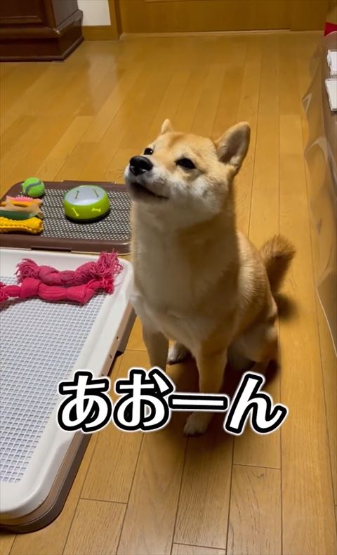 お座りワンコ斜め横顔