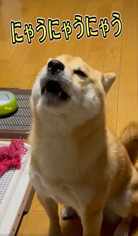 にゃうにゃうにゃうテロップ