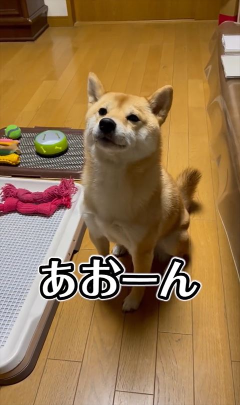 お座りワンコあおーんテロップ