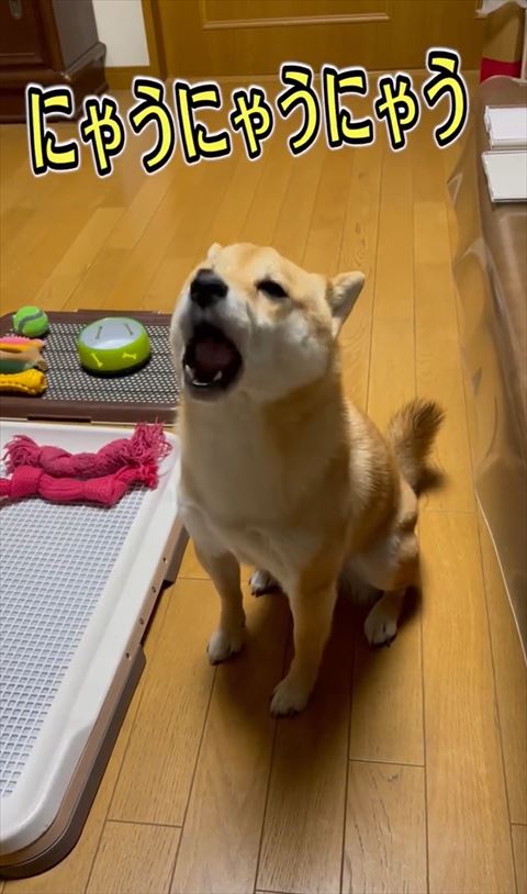 口を大きくあけてにゃうにゃうワンコ