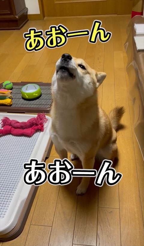 あおーんテロップダブル