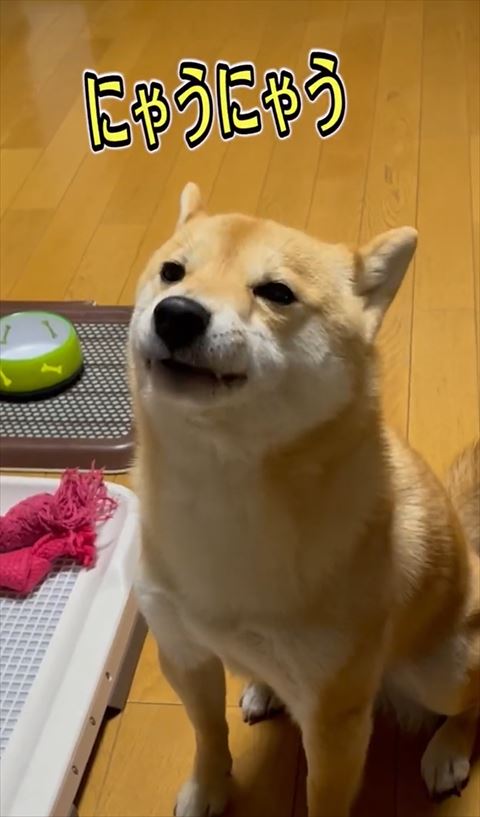 にゃうにゃうテロップ