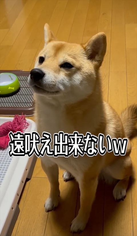 遠吠えできないテロップ