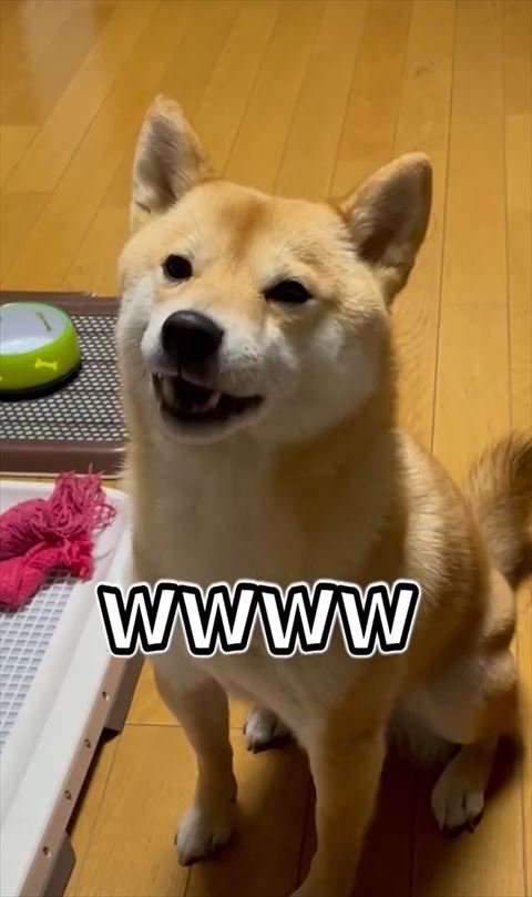 笑ってるワンコ