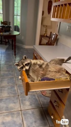 引き出しに入るアライグマ