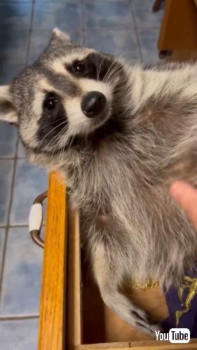 引き出しに入るアライグマ