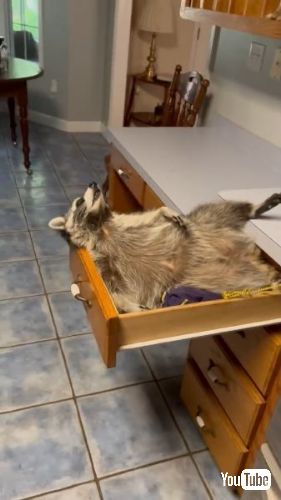 引き出しに入るアライグマ