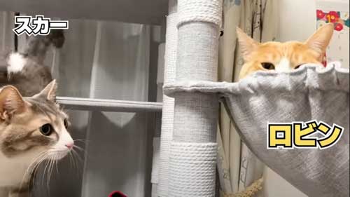 4年ぶりに再会した猫たち