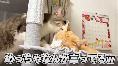 4年ぶりに再会した猫たち