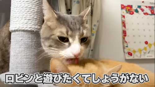 4年ぶりに再会した猫たち