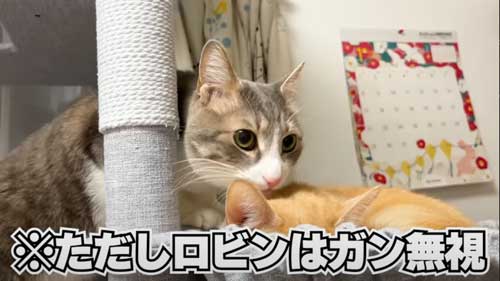 4年ぶりに再会した猫たち