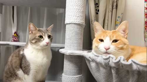 4年ぶりに再会した猫たち