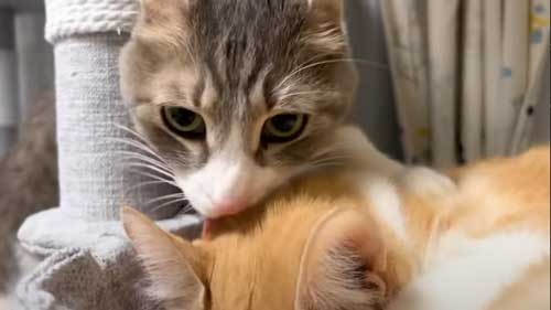 4年ぶりに再会した猫たち