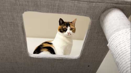 4年ぶりに再会した猫たち