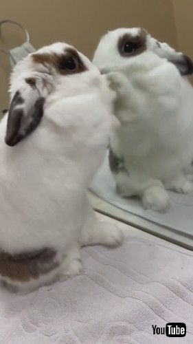 鏡の中の自分と戦うウサギ