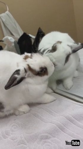 鏡の中の自分と戦うウサギ