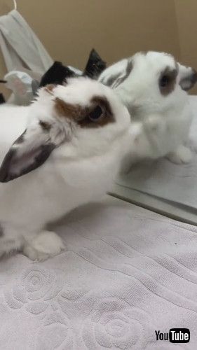 鏡の中の自分と戦うウサギ