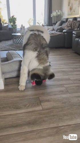 音を鳴らすワンコ